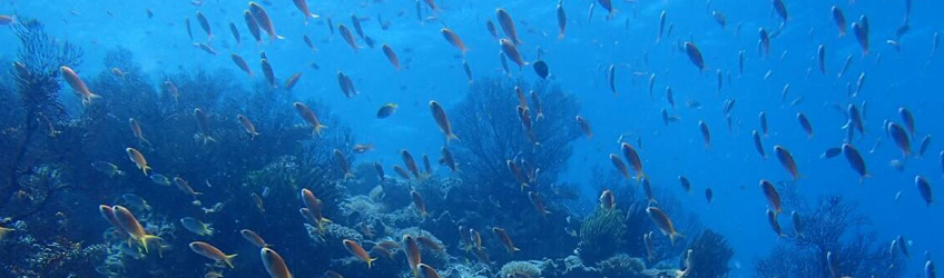 天然海水ならではの馴染みのよさ ナジームとは