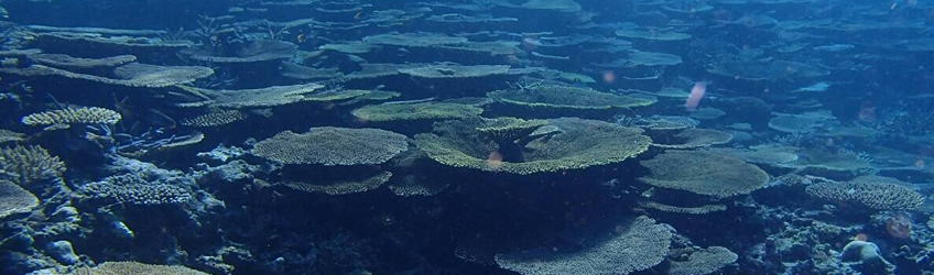 伊豆の表層海水、海洋深層水をそのままボトリング 天然・品質・鮮度