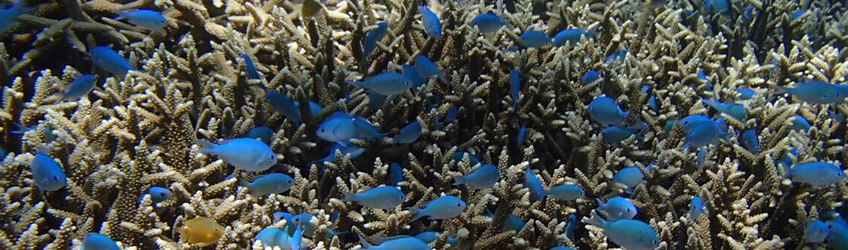海を愛する私たちがナジームを考えました! 開発チーム紹介